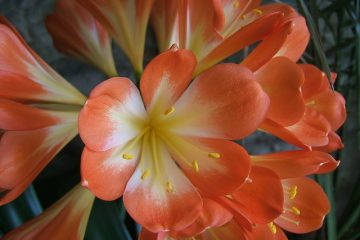 Pourquoi ma Clivia a-t-elle des feuilles jaunes ?