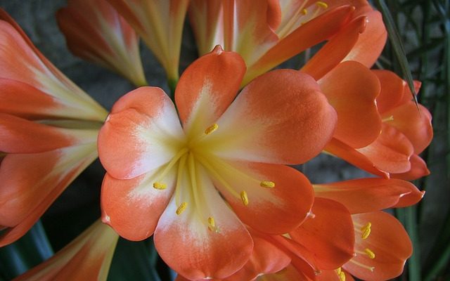 Pourquoi ma Clivia a-t-elle des feuilles jaunes ?