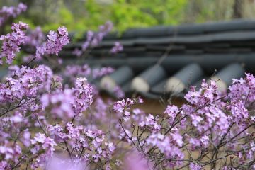 Pourquoi mon lilas ne fleurit pas ?