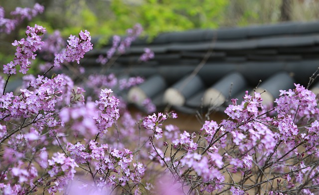 Pourquoi mon lilas ne fleurit pas ?