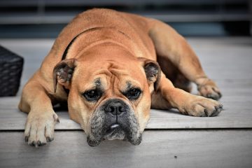 Problèmes de peau après un poil mat chez le chien