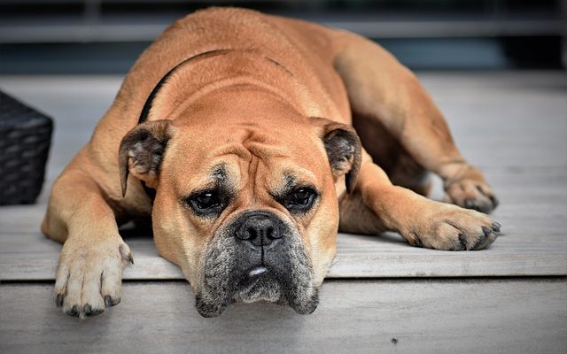 Problèmes de peau après un poil mat chez le chien