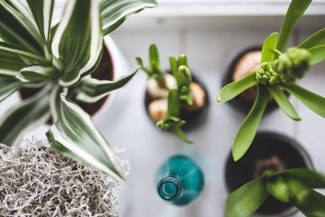 Puis-je utiliser des bouteilles en plastique au fond des grands pots de fleurs ?