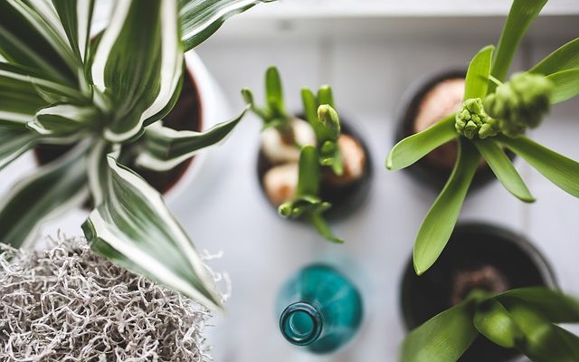 Puis-je utiliser des bouteilles en plastique au fond des grands pots de fleurs ?