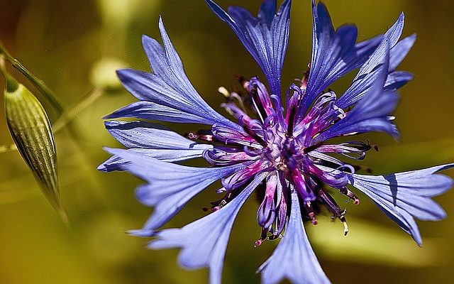 Quand appliquer l'herbicide Weed and Feed sur votre pelouse ?