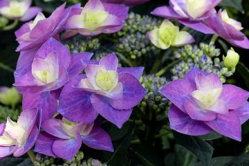 Quand les hortensias sont-ils en saison ?