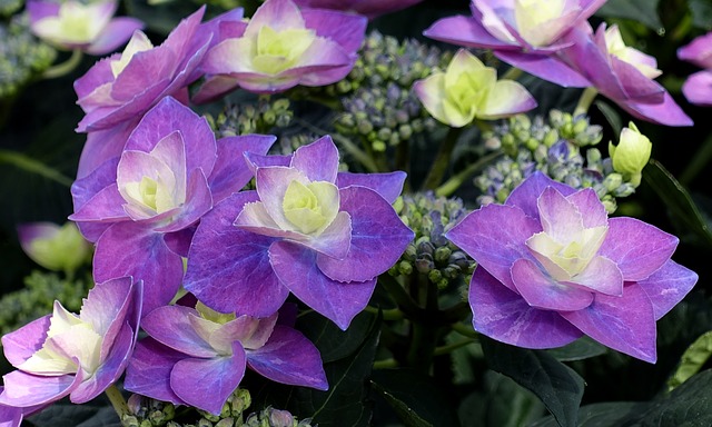 Quand les hortensias sont-ils en saison ?