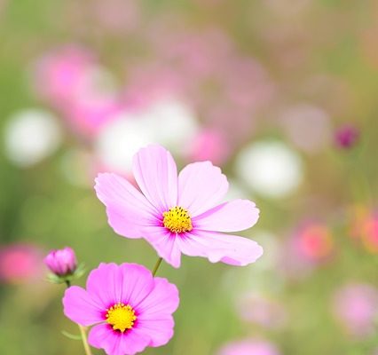 Quand planter des graines de cosmos à l'extérieur