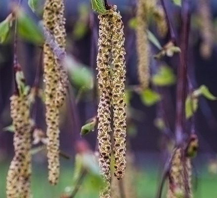 Quelle quantité de graminées aurai-je besoin par pied carré ?