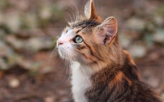 Quels sont les symptômes d'insuffisance rénale chez un chat ?