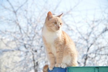 Signes et symptômes des ulcères de l'estomac chez le chat