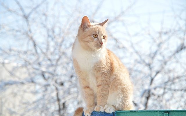 Signes et symptômes des ulcères de l'estomac chez le chat