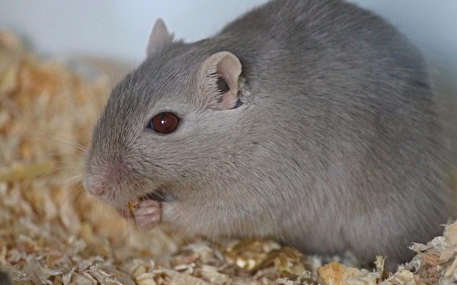 Symptômes d'AVC chez une gerbille