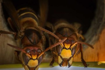 Types de nids de guêpes