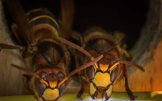 Types de nids de guêpes