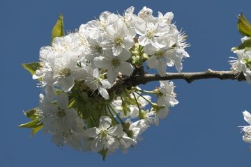 Arbustes à fleurs blanches