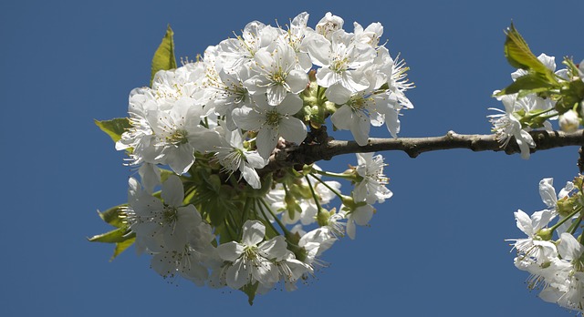 Arbustes à fleurs blanches