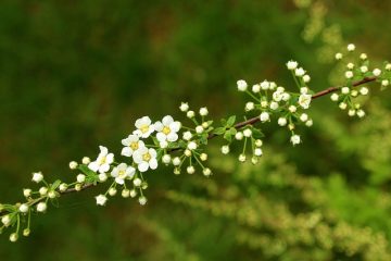 Arbustes de jardin communs