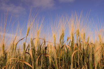 Avantages de l'eau d'orge citronnée