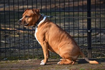 Clôtures temporaires pour chiens