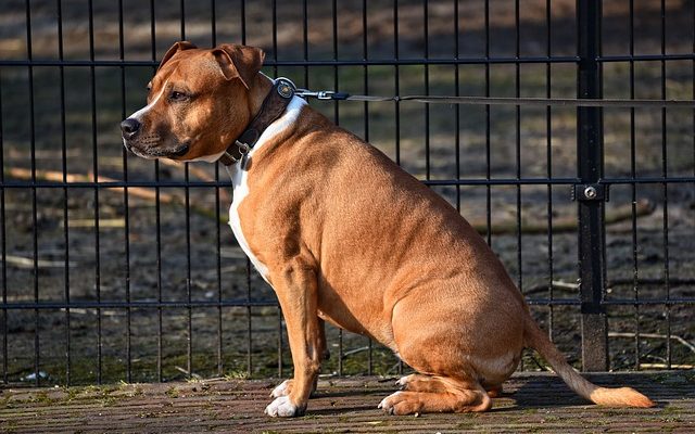 Clôtures temporaires pour chiens