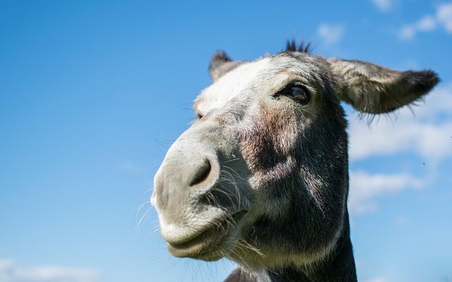 Combien de temps faut-il à la pastèque pour pousser et quel mois plantez-vous ?