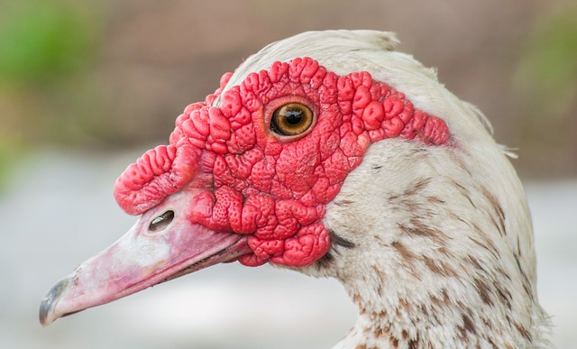 Comment déterminer le sexe des canards de Barbarie