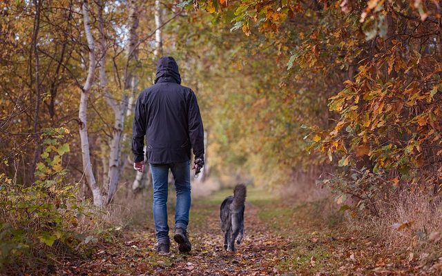 Comment dire si un chien est à moitié Chihuahuahua Half Jack Russell