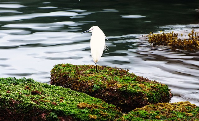 Comment dissuader les oiseaux de construire des nids sous les avant-toits ?