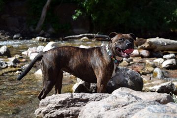 Comment dresser un chiot Staffy Puppy