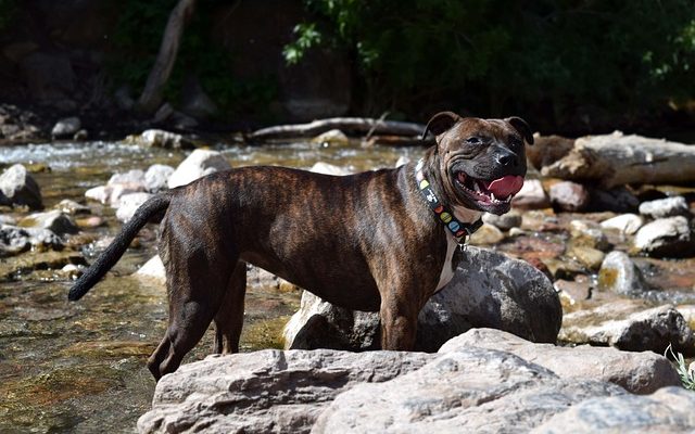 Comment dresser un chiot Staffy Puppy