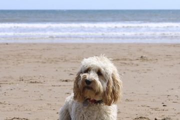 Comment élever un Cockapoo