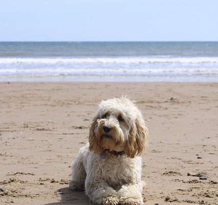 Comment élever un Cockapoo