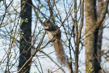 Comment empêcher les écureuils d'entrer dans les pots de fleurs