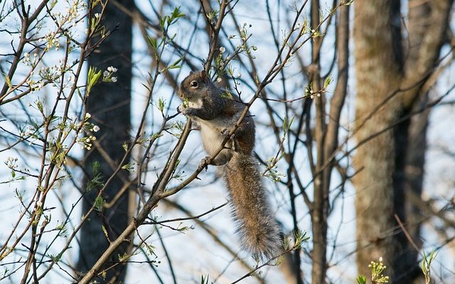 Comment empêcher les écureuils d'entrer dans les pots de fleurs