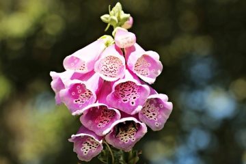 Comment et quand tailler une plante de digitale de renard.