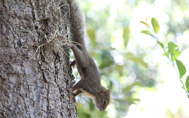 Comment faire pousser des noix de macadamia à partir de graines ?