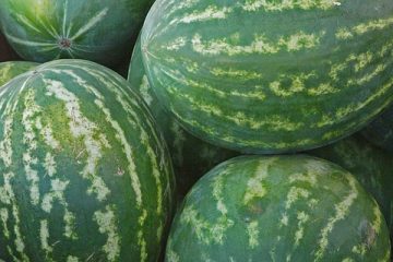 Comment faire pousser des plantes de melon d'eau