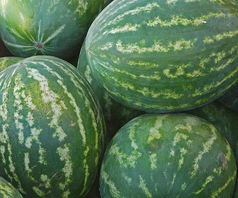 Comment faire pousser des plantes de melon d'eau