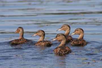 Comment faire sortir un oiseau d'un grenier