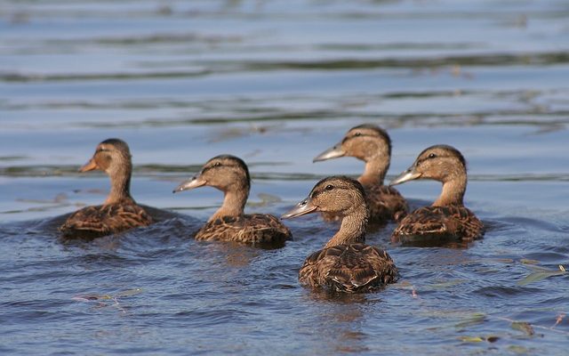 Comment faire sortir un oiseau d'un grenier