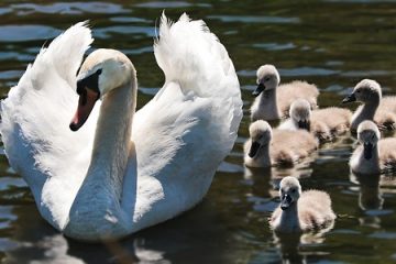 Comment faire un nid fait maison pour les bébés oiseaux