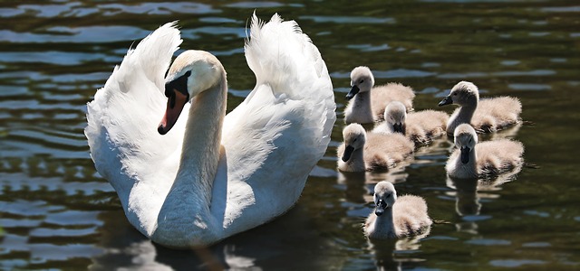 Comment faire un nid fait maison pour les bébés oiseaux