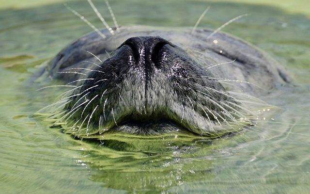 Comment fixer un aquarium à un mur