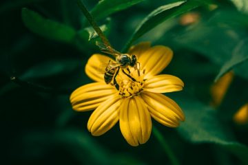 Comment imperméabiliser les chaussures de randonnée avec de la cire d'abeille