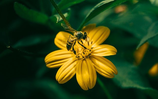 Comment imperméabiliser les chaussures de randonnée avec de la cire d'abeille