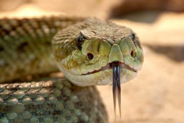 Comment les serpents s'accouplent ?