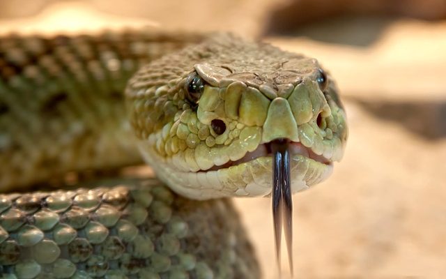 Comment les serpents s'accouplent ?