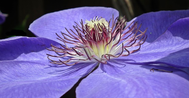 Comment planter la Clematis Armandii Clematis Armandii