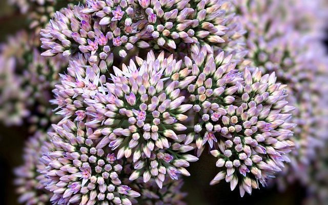 Comment propager les succulents de sédiments